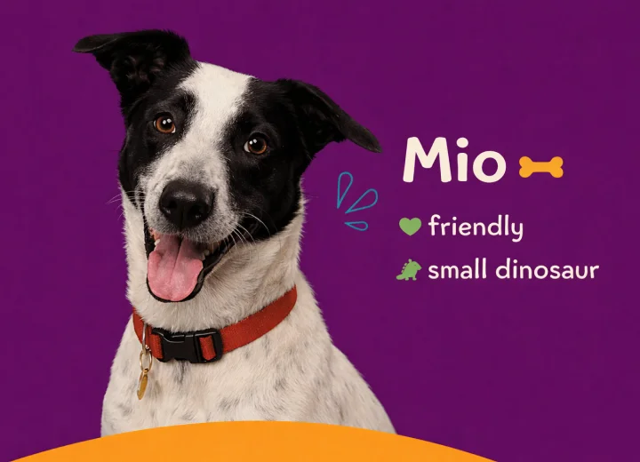 Mio - Happy pet enjoying premium care